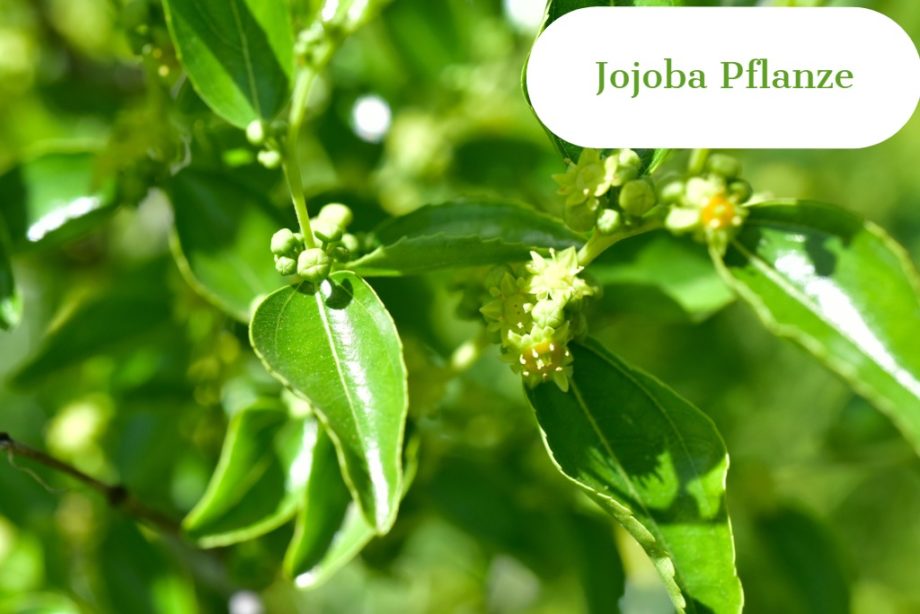 Jojoba Öl