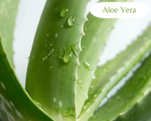 DYNAMIK - Straffende Bodylotion für feuchtigkeitsarme Haut bei Cellulite Aloe Vera trockene Haut