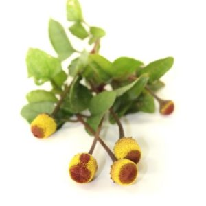 Seren Gesicht Galuline Parakresse